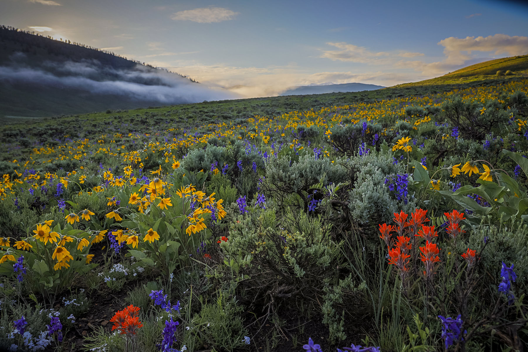 Crested Butte Wildflower Festival.  Photo: Lydia Stern - Mountain Magic Media