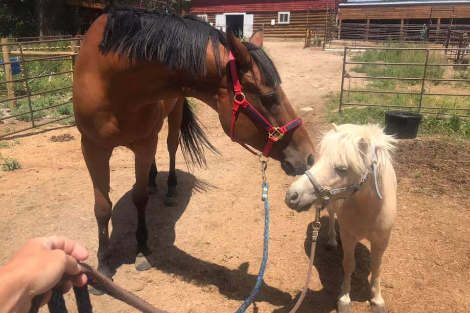 Lost Miner Ranch & Equestrian Center - Gunnison Colorado