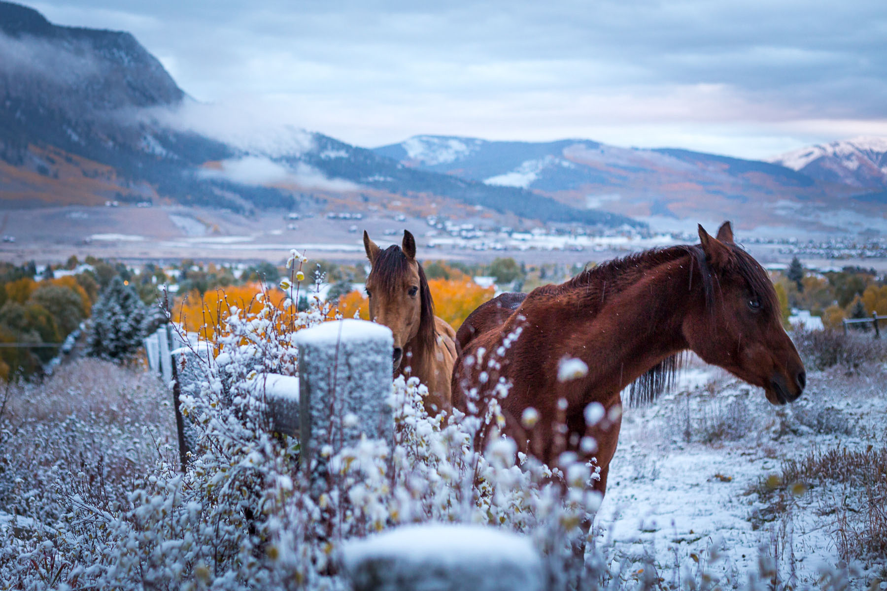 Crested Butte Winter Horseback Riding