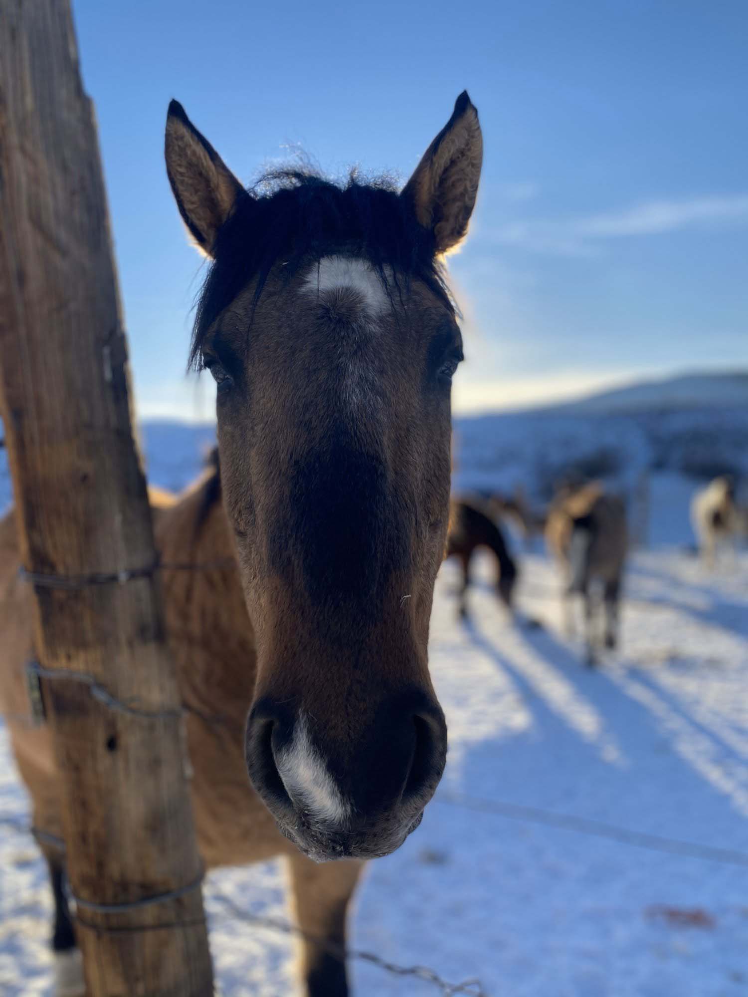 Raven Rider Stables - Gunnison Crested Butte Horseback Riding